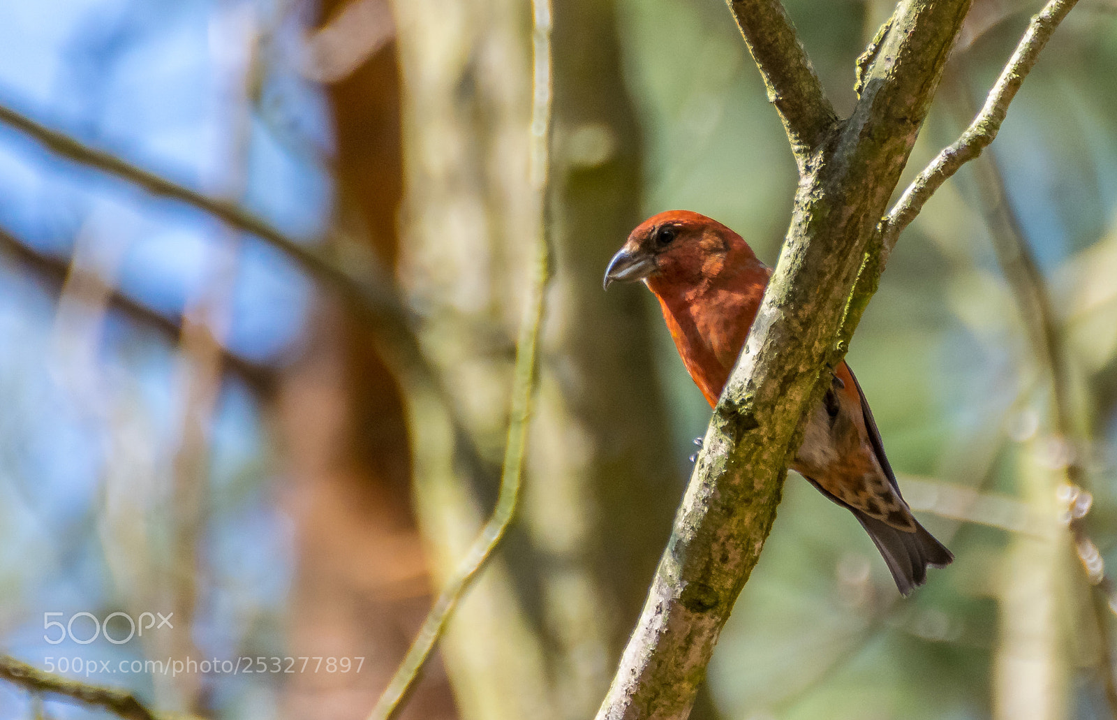 Nikon D3300 sample photo. Red crossbill photography