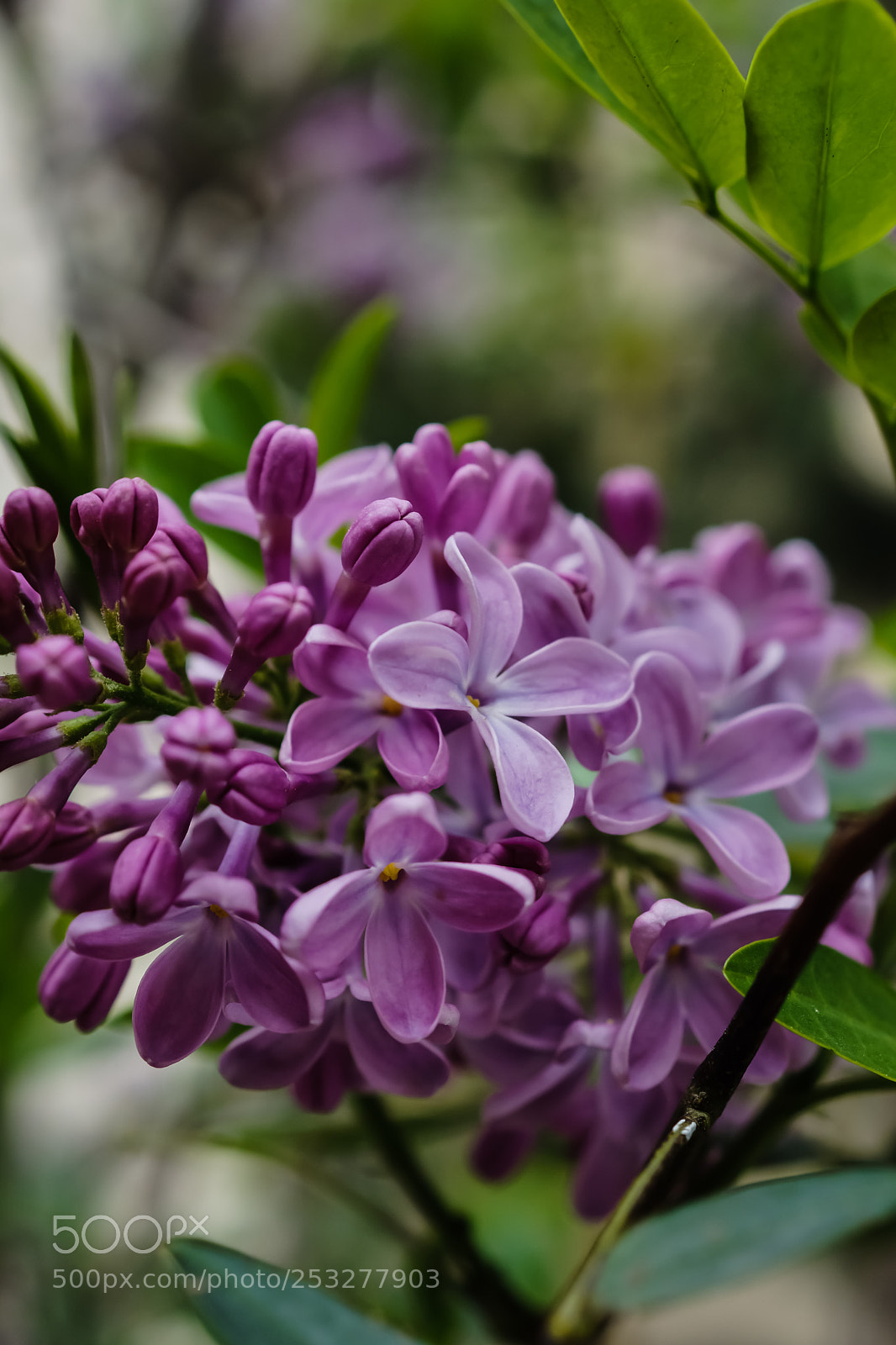 Sony SLT-A77 sample photo. ...... photography