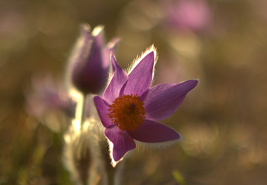 Canon EOS 600D (Rebel EOS T3i / EOS Kiss X5) + Canon EF 35-80mm f/4-5.6 sample photo. Pulsatilla slavica photography