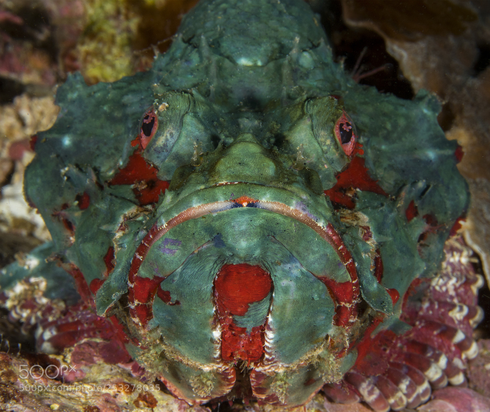 Canon EOS 7D Mark II sample photo. Devil scorpian fish photography