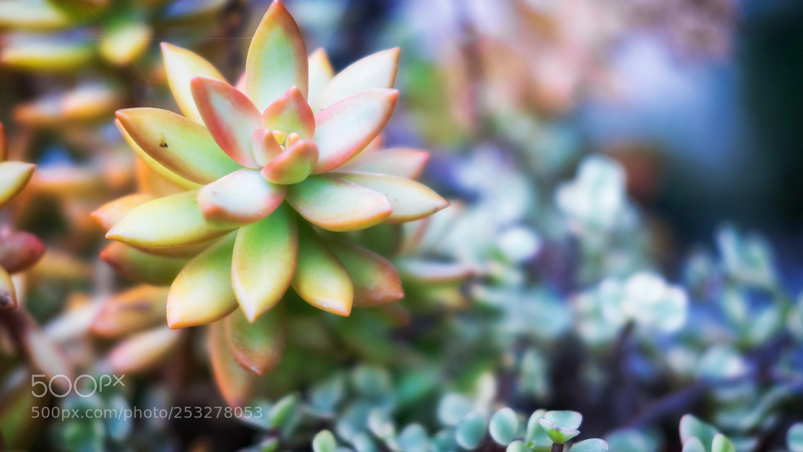Fujifilm X-T2 sample photo. Green beauty in the photography