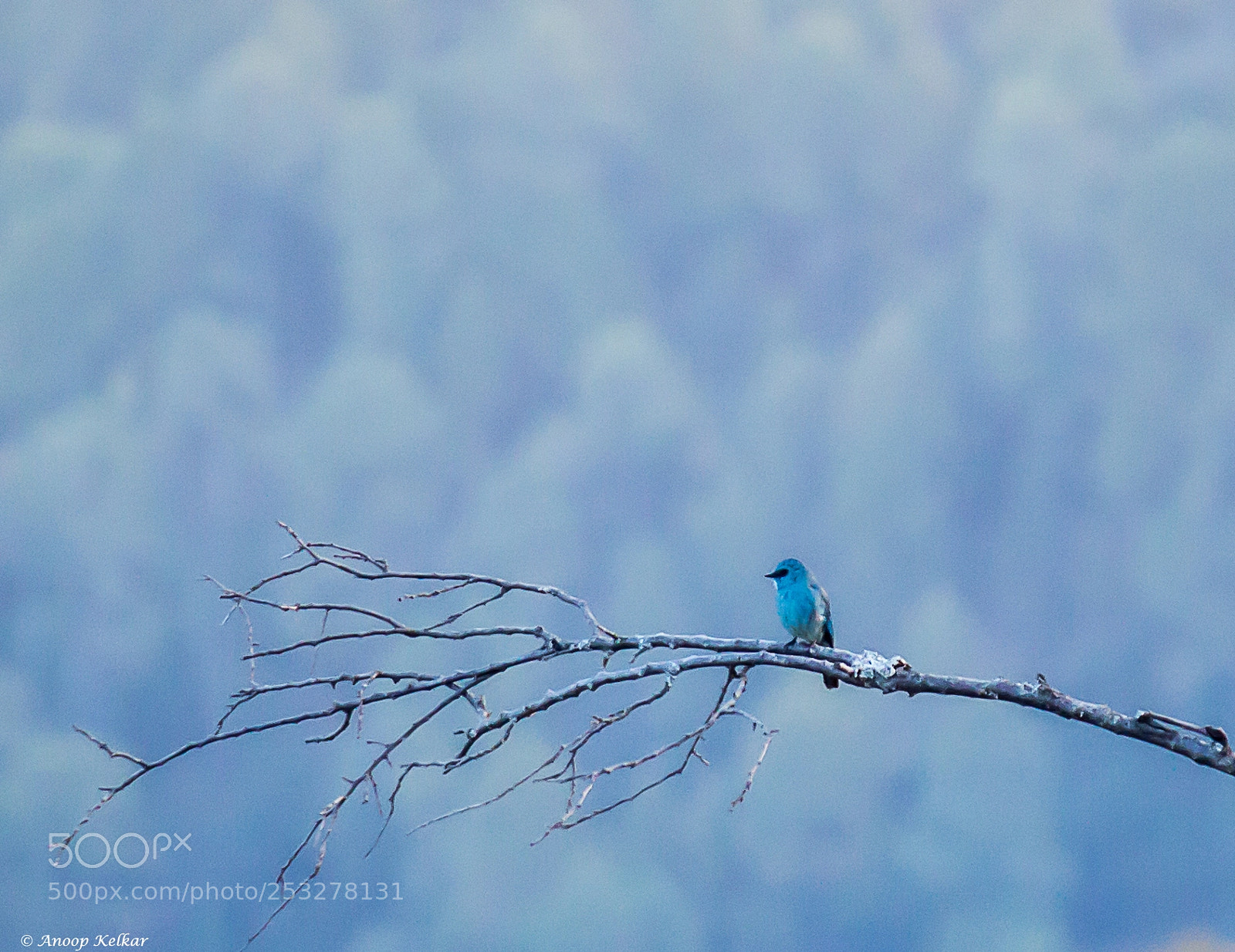 Canon EOS 700D (EOS Rebel T5i / EOS Kiss X7i) sample photo. The verditer flycatcher photography