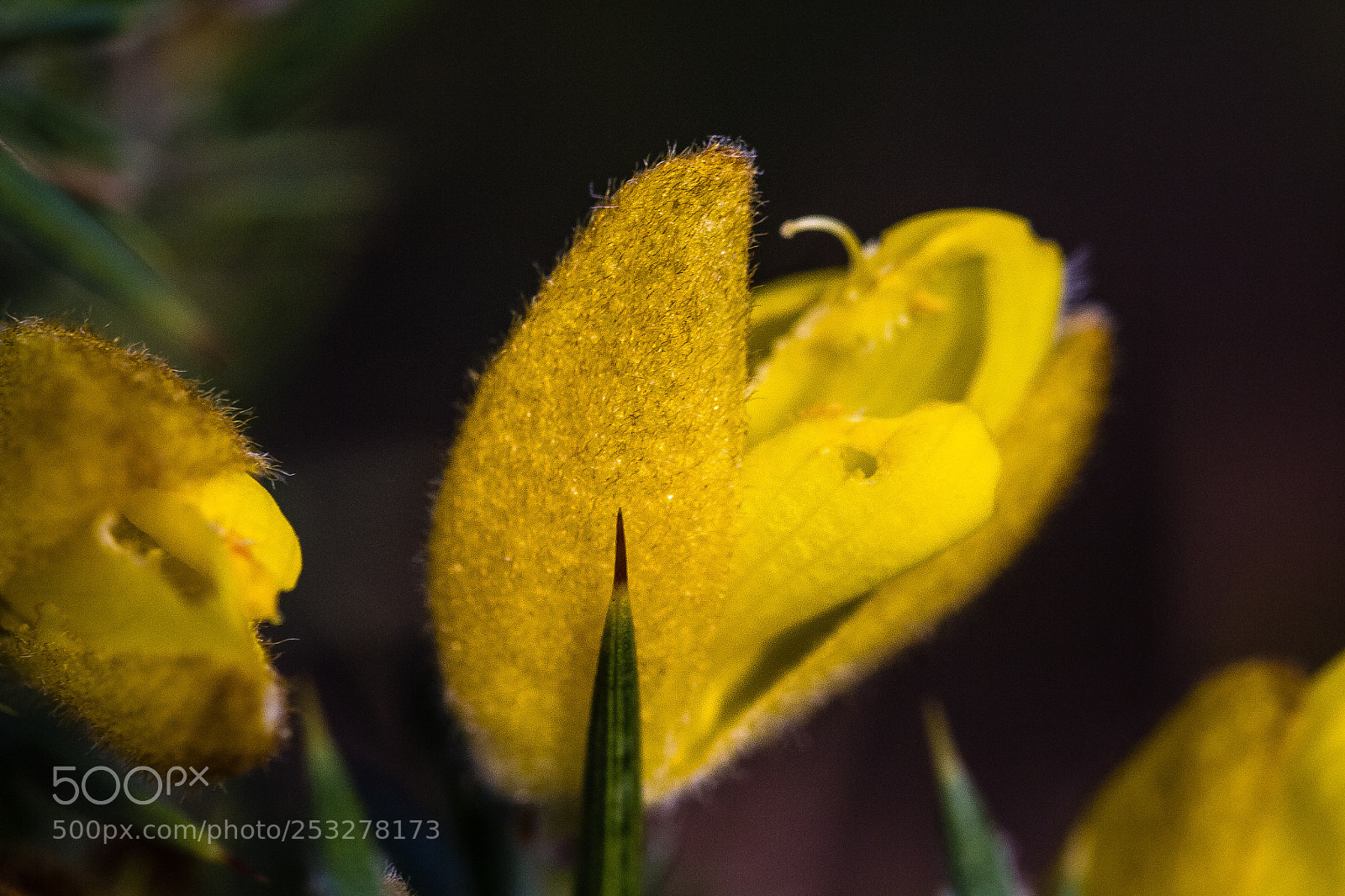 Canon EOS 60D sample photo. Gorse flower photography