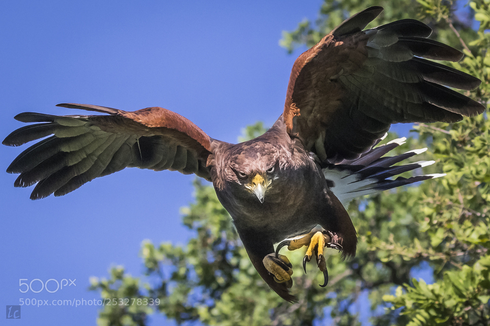 Canon EOS 7D Mark II sample photo. Charging forward - sonoran photography