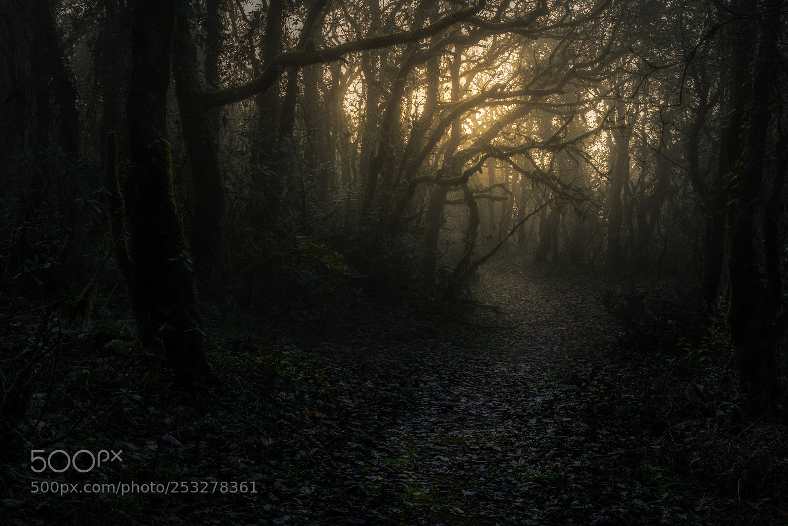 Sony a7R II sample photo. Awakening photography
