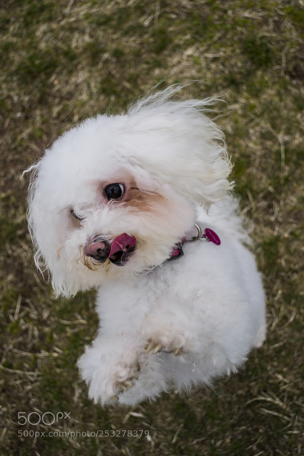 Nikon D3100 sample photo. Cute and fluffy photography