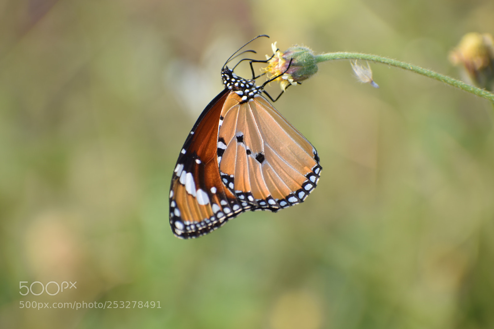 Nikon D3300 sample photo. Monarch butterfly photography