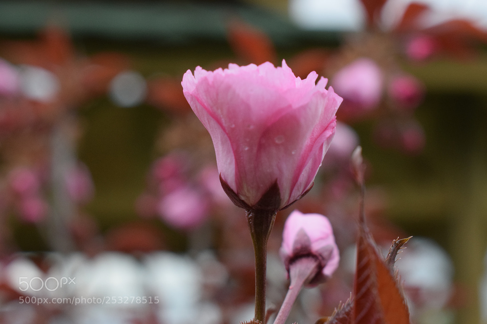 Nikon D3300 sample photo. Untitled photography
