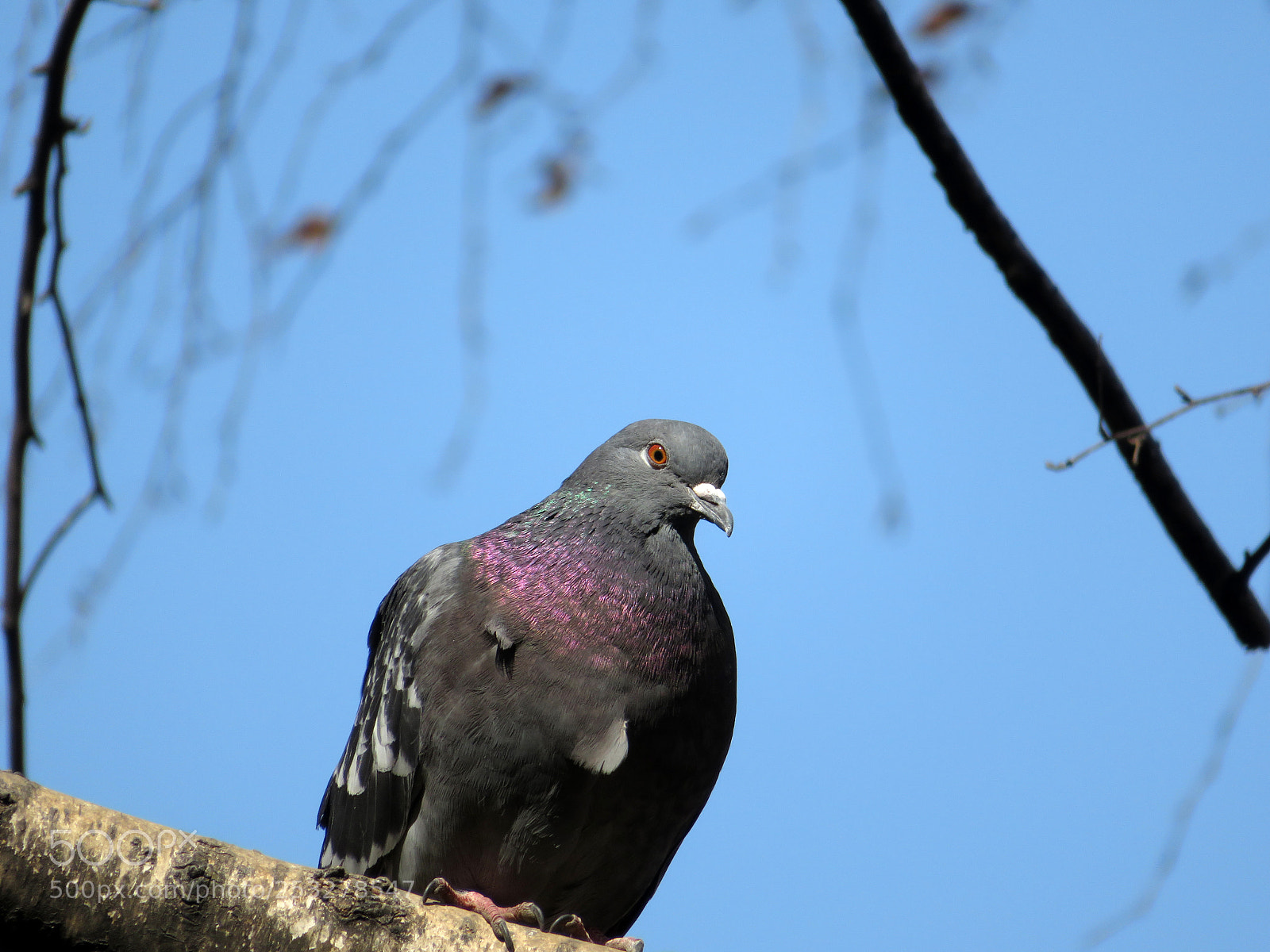 Canon PowerShot SX720 HS sample photo. Spring dove photography