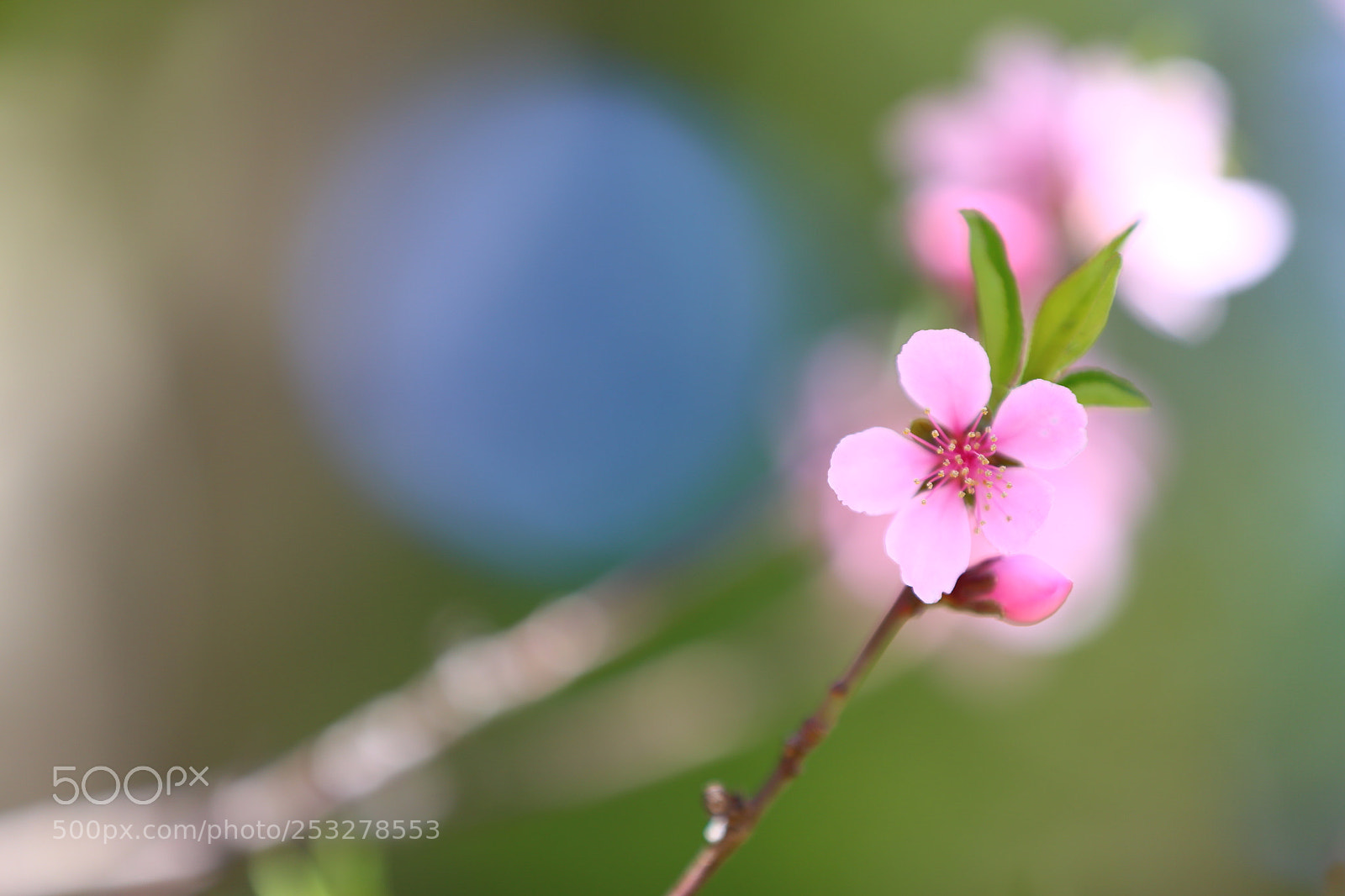 Canon EF 70-200mm F2.8L IS II USM sample photo. Spring blossoms photography