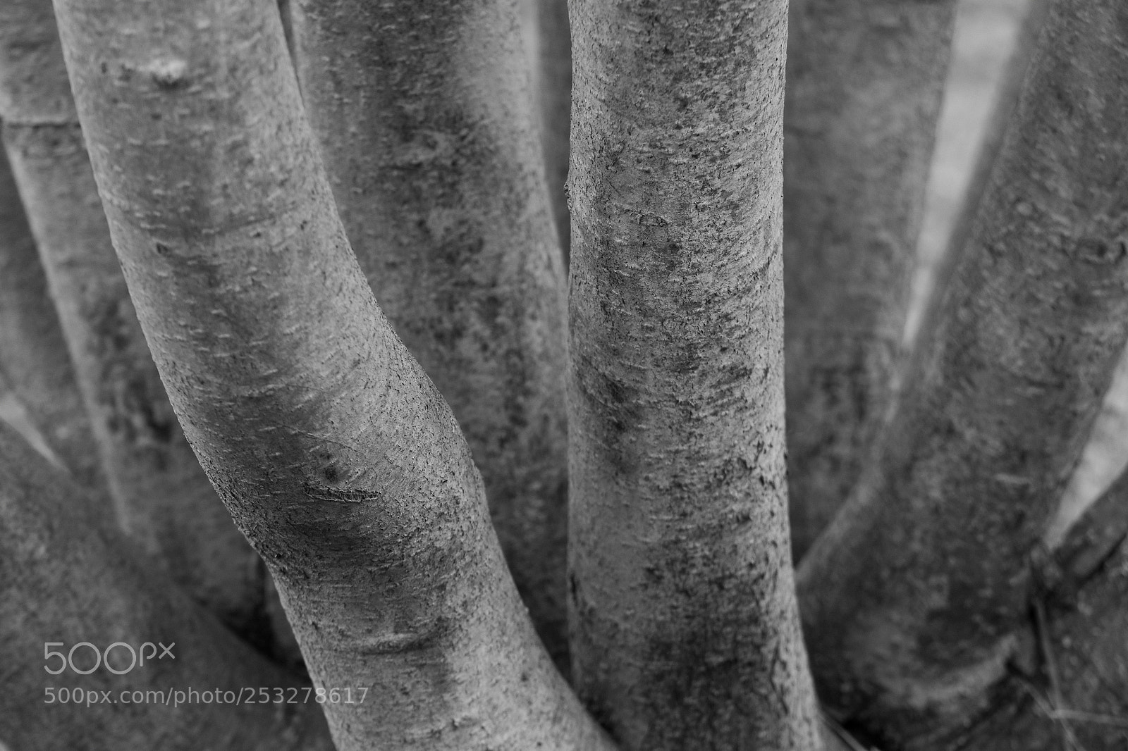 Nikon D7100 sample photo. Tree trunks photography