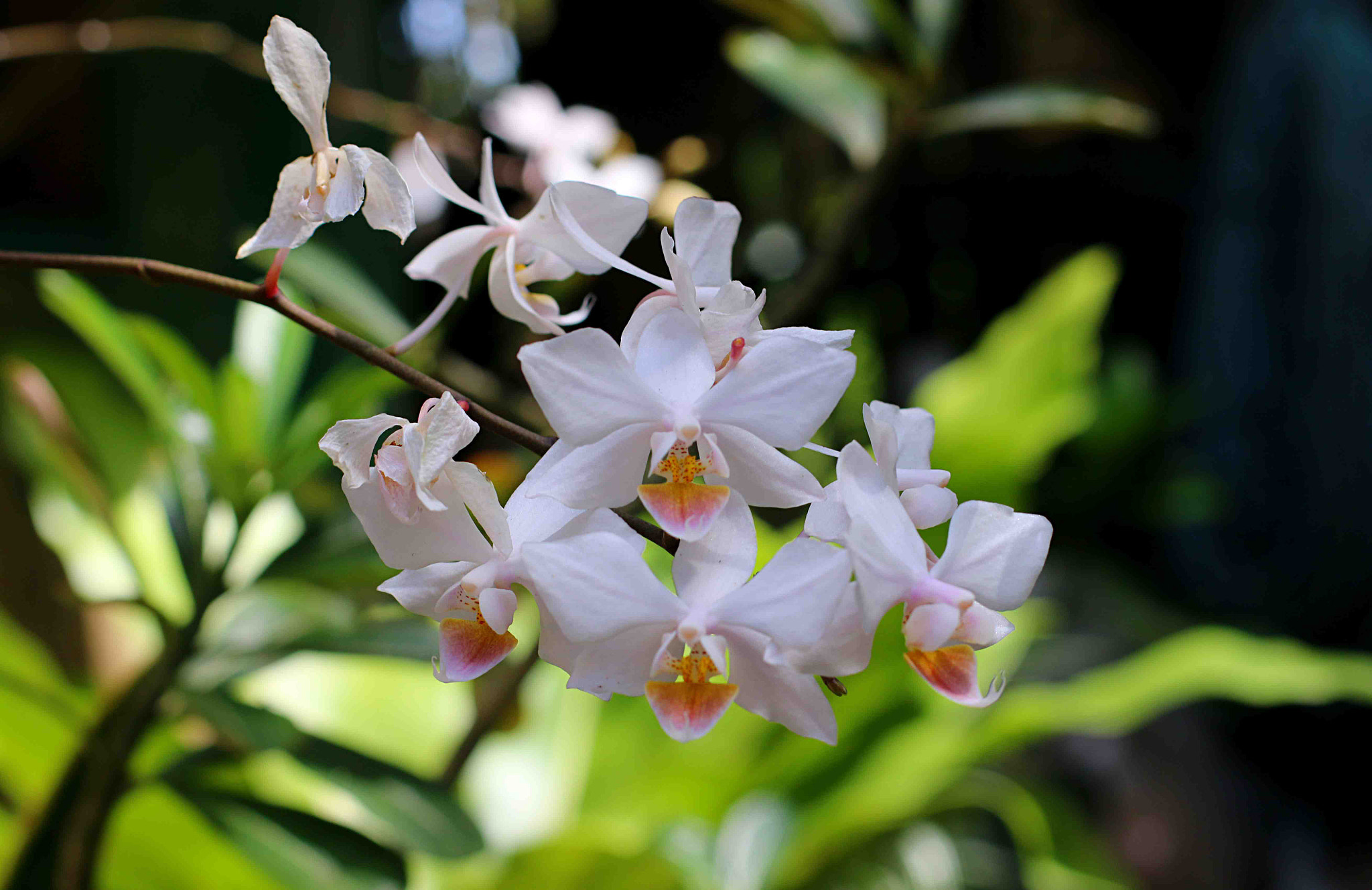 Canon EOS 70D + Canon EF 50mm F1.4 USM sample photo. Diwata photography