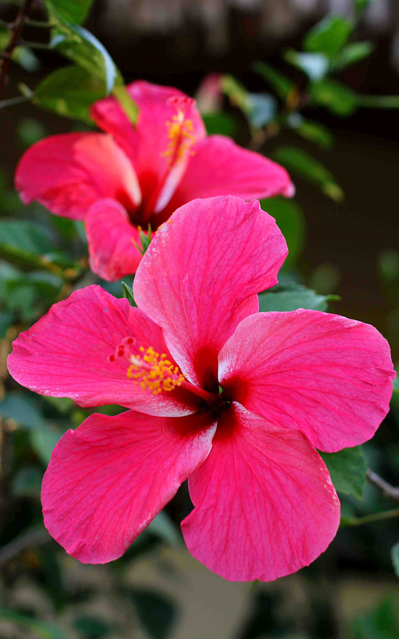 Canon EOS 70D + Canon EF 50mm F1.4 USM sample photo. Diwata photography