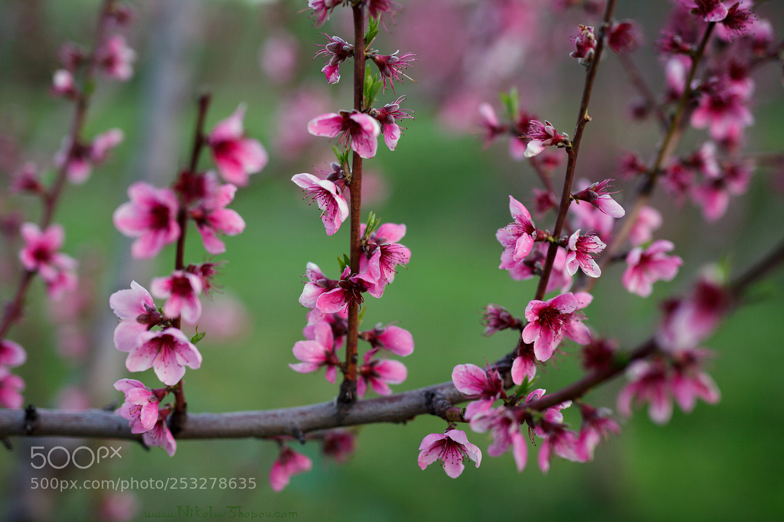 Canon EOS 5D Mark II sample photo. Peach flowering photography