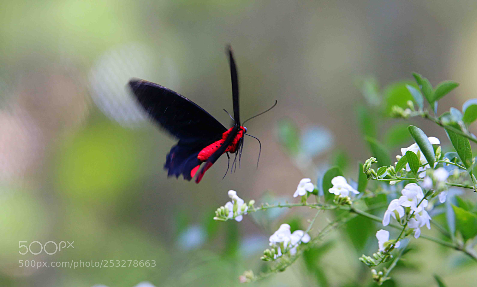 Canon EOS 70D sample photo. Diwata photography