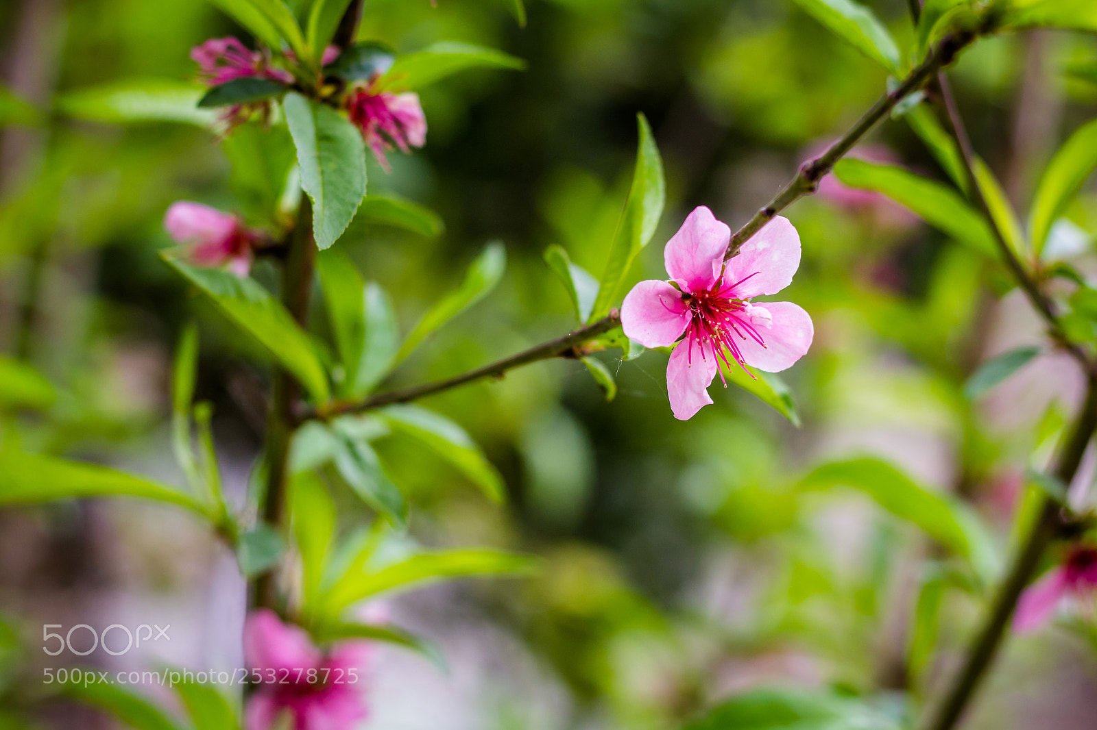 Canon EOS 1200D (EOS Rebel T5 / EOS Kiss X70 / EOS Hi) sample photo. Nilly flower photography