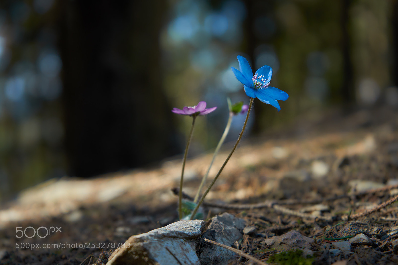 Sony a7 II sample photo. Fr hlichsbl mchen im photography