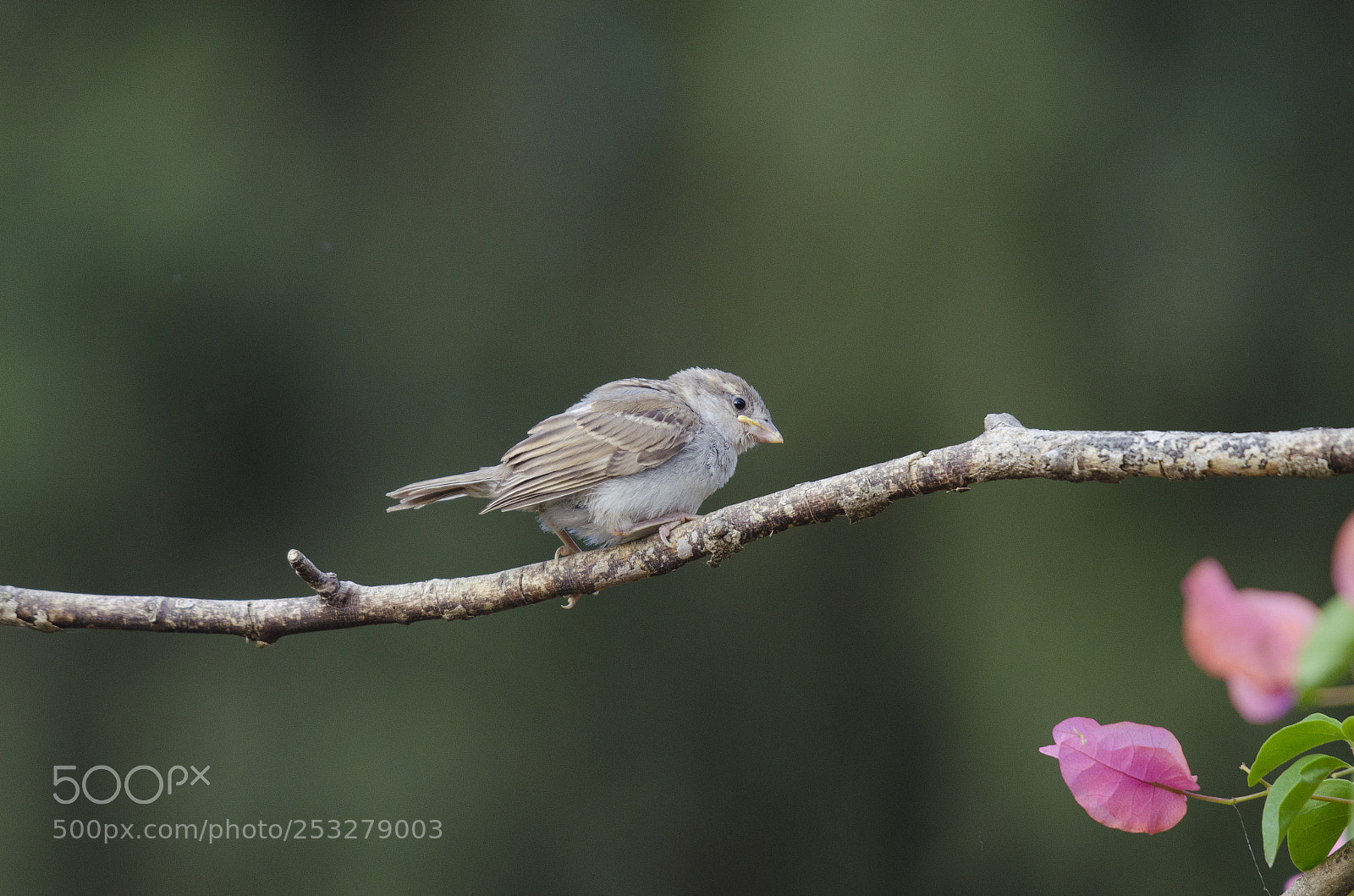 Nikon D5100 sample photo. Little sparrow !! photography