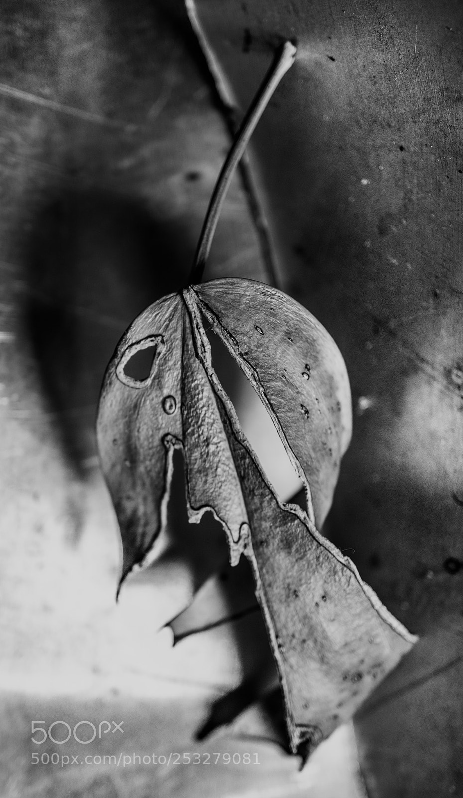 Sony a7 sample photo. Damaged leaf study photography