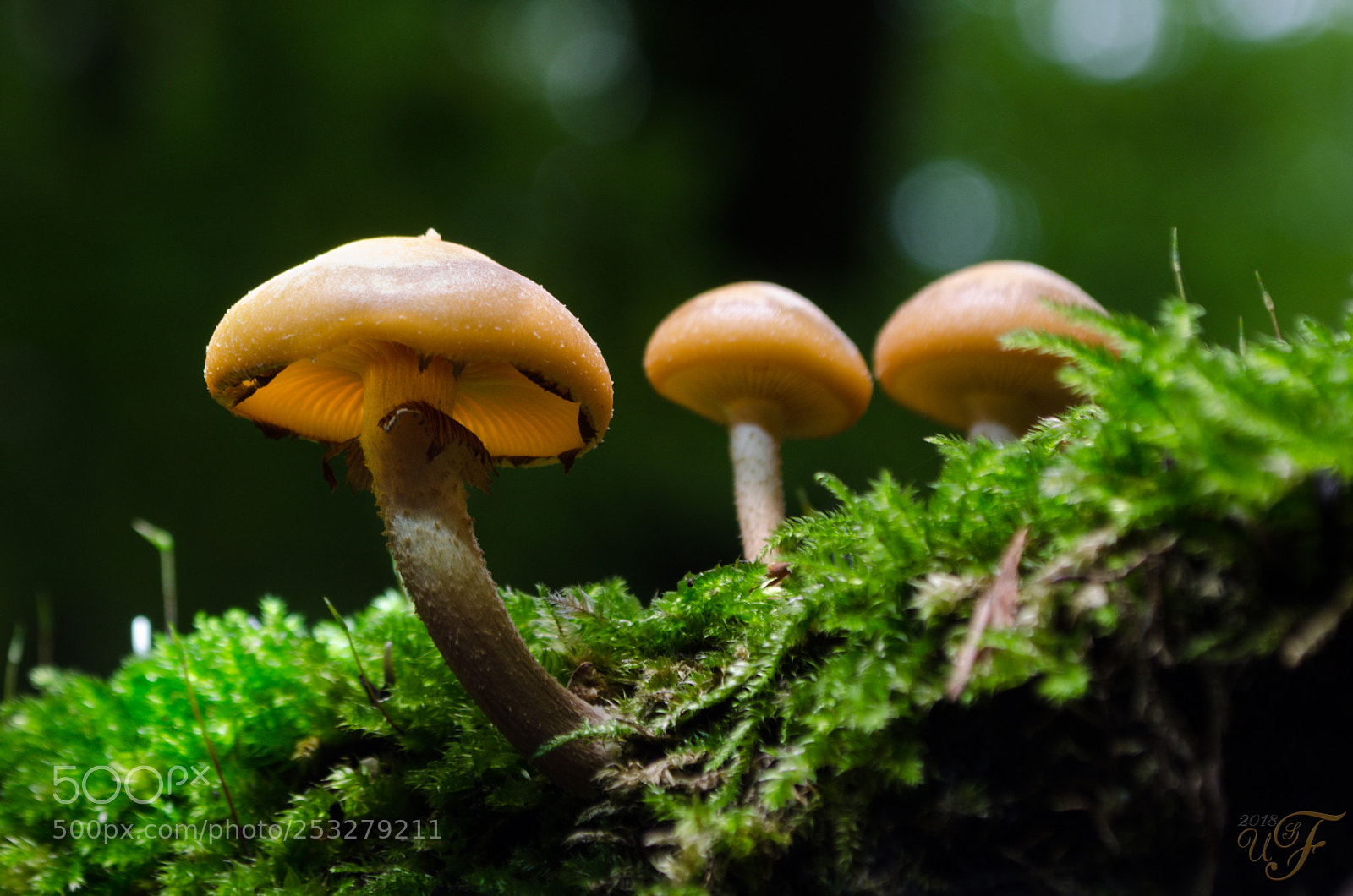 Nikon D5100 sample photo. Im wald photography