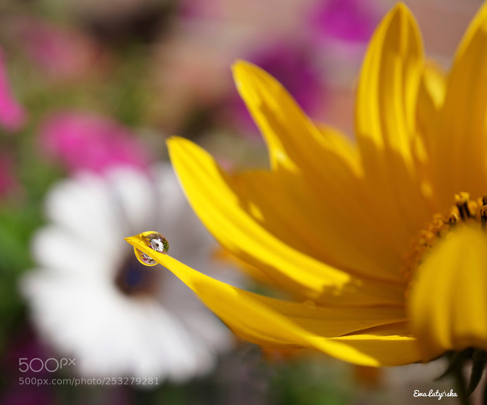 Sony a6000 sample photo. Daisy in the droplets... photography