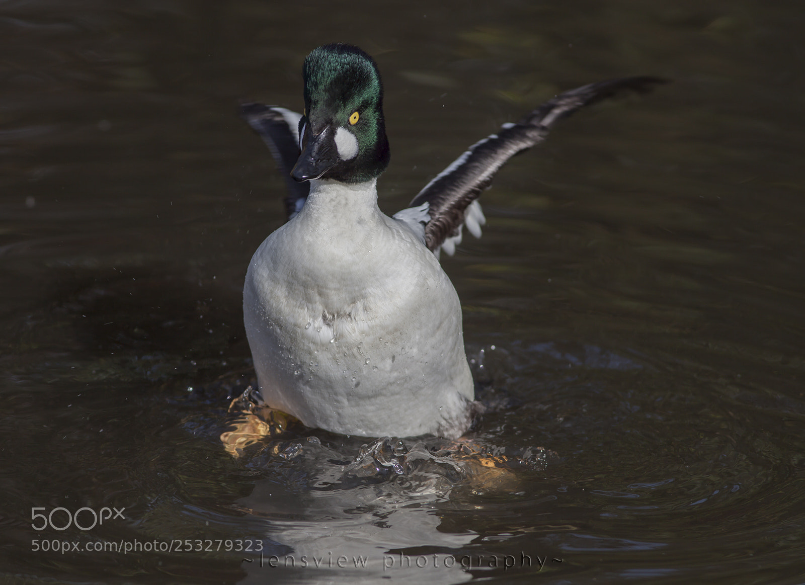 Canon EOS 5D Mark II sample photo. Common goldeneye photography