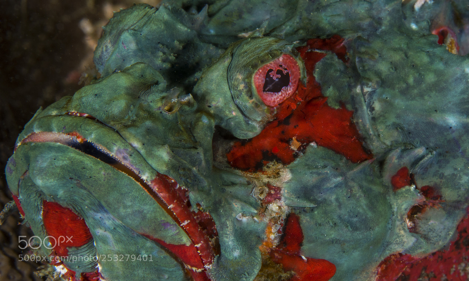 Canon EOS 7D Mark II sample photo. Devil scorpian fish profile photography