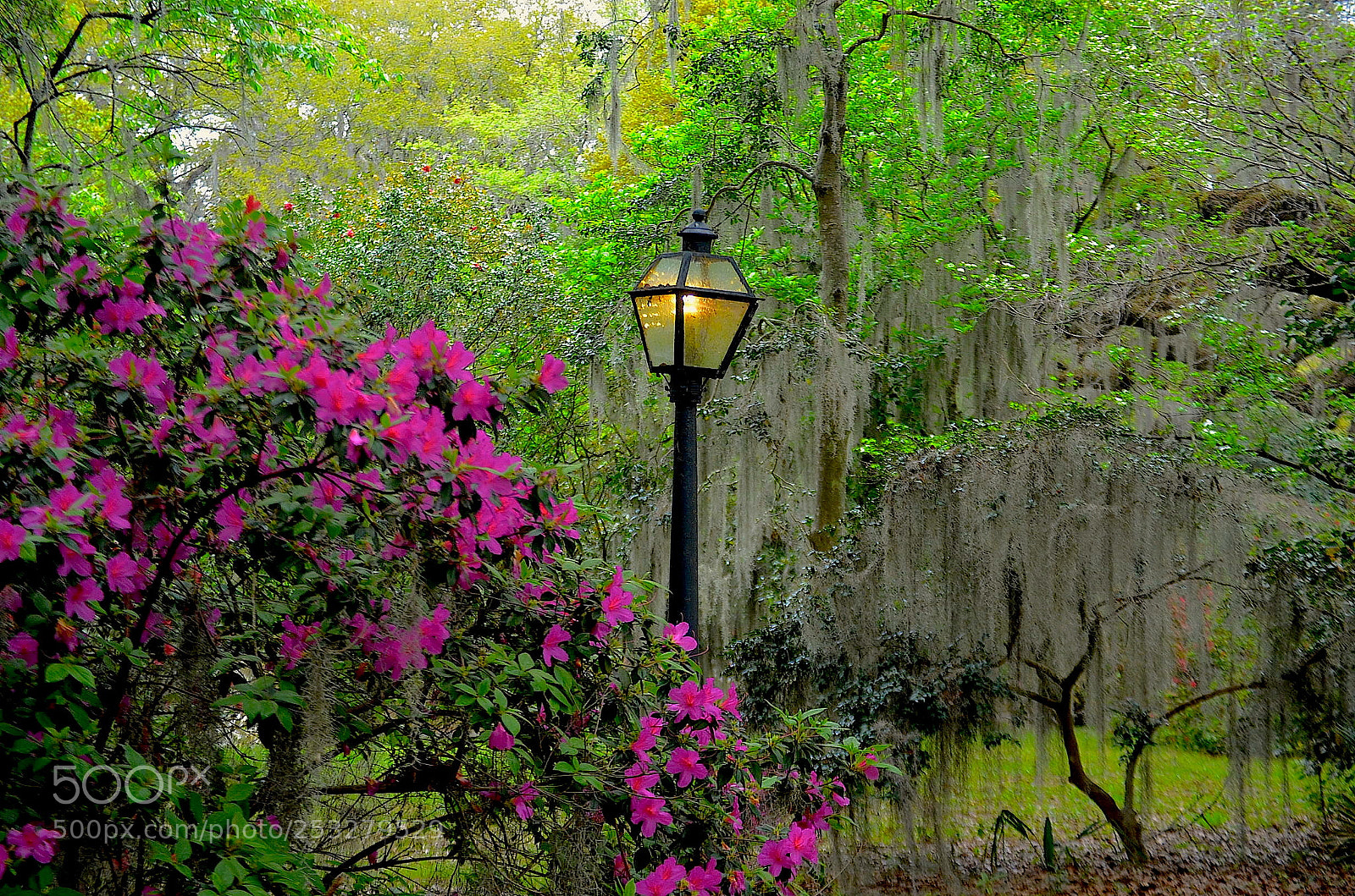 Nikon D5100 sample photo. Untitled photography