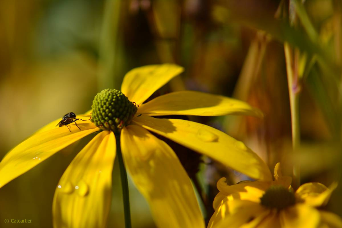 Nikon AF-S Micro-Nikkor 105mm F2.8G IF-ED VR sample photo. Hésitation photography