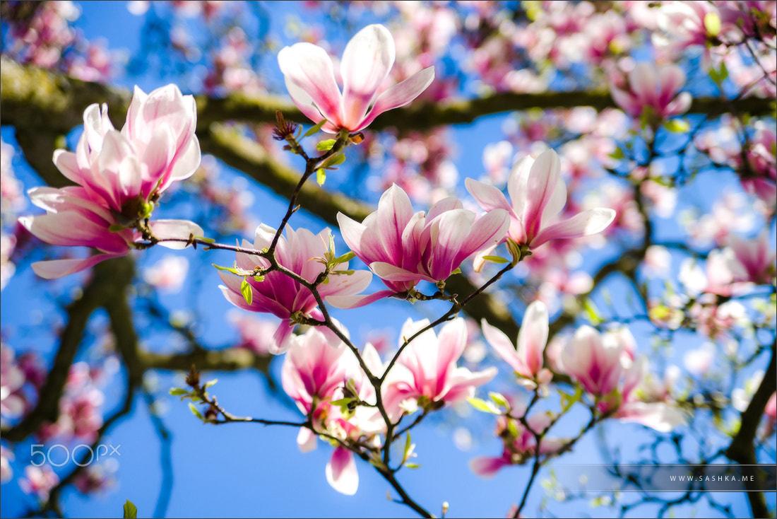 Sony a99 II sample photo. Beautiful pink magnolia on blue sky background, sunny day photography