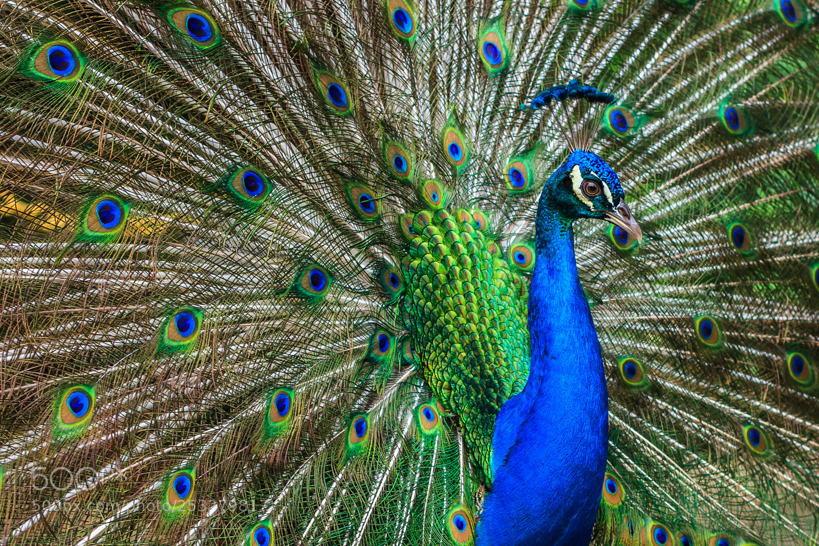 Canon EOS 7D sample photo. Peacock photography