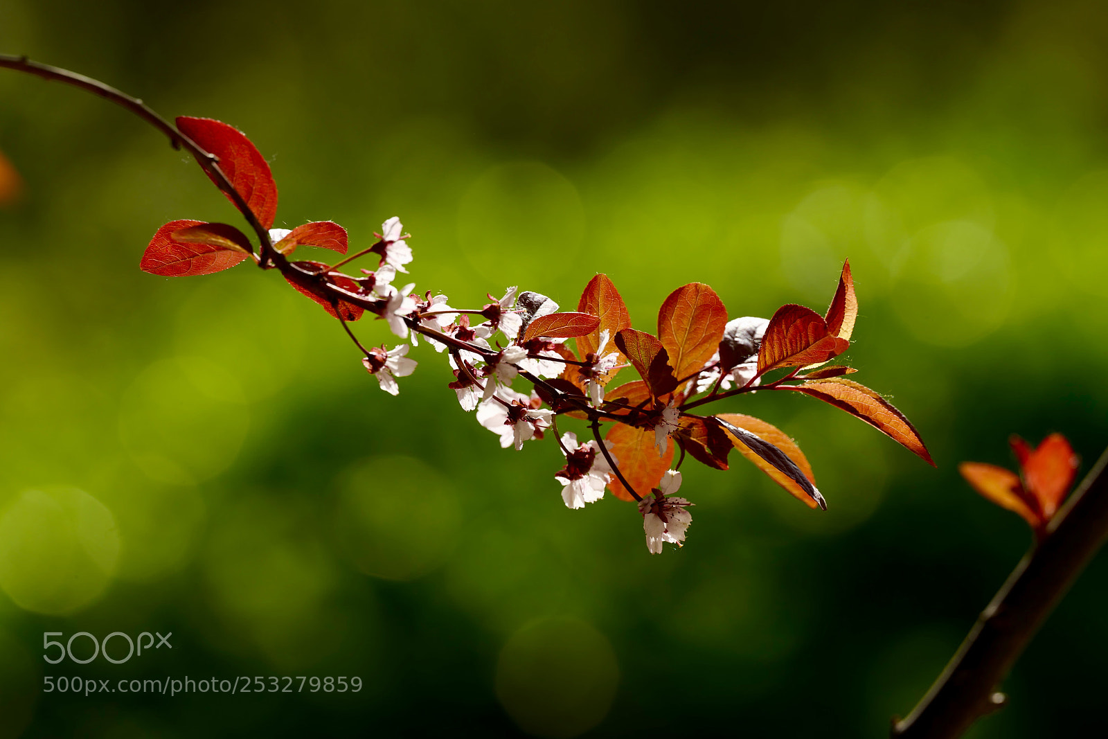 Leica SL (Typ 601) sample photo. Untitled photography