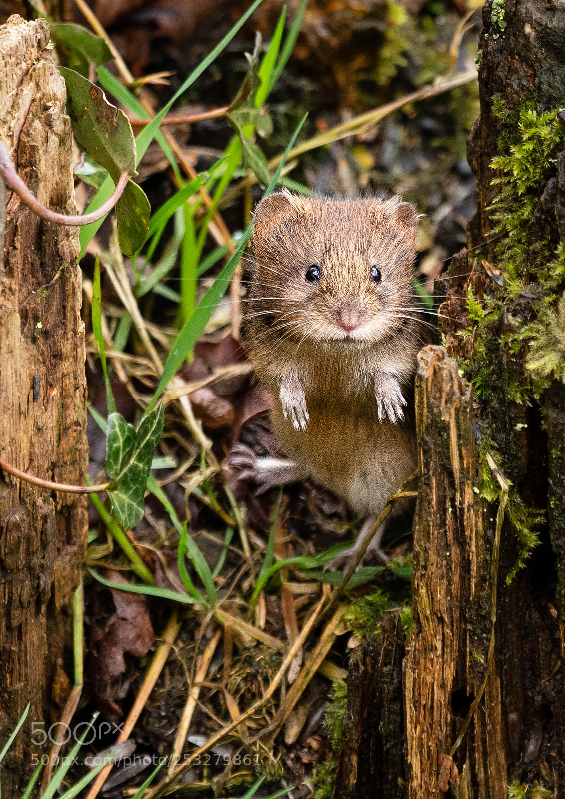 Nikon D500 sample photo. Bank vole april 2018 photography