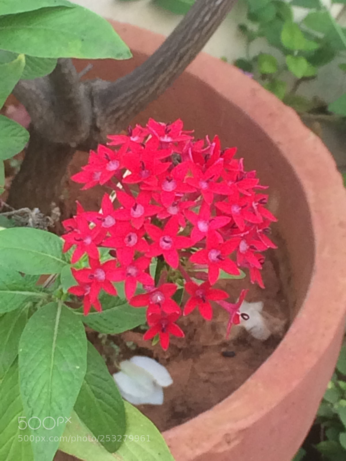 Apple iPhone 5s sample photo. Beautiful blooms to wake photography
