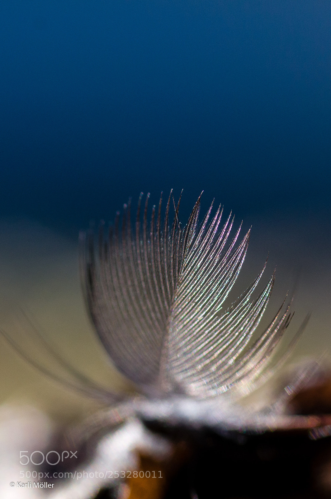 Nikon D300 sample photo. Feather photography