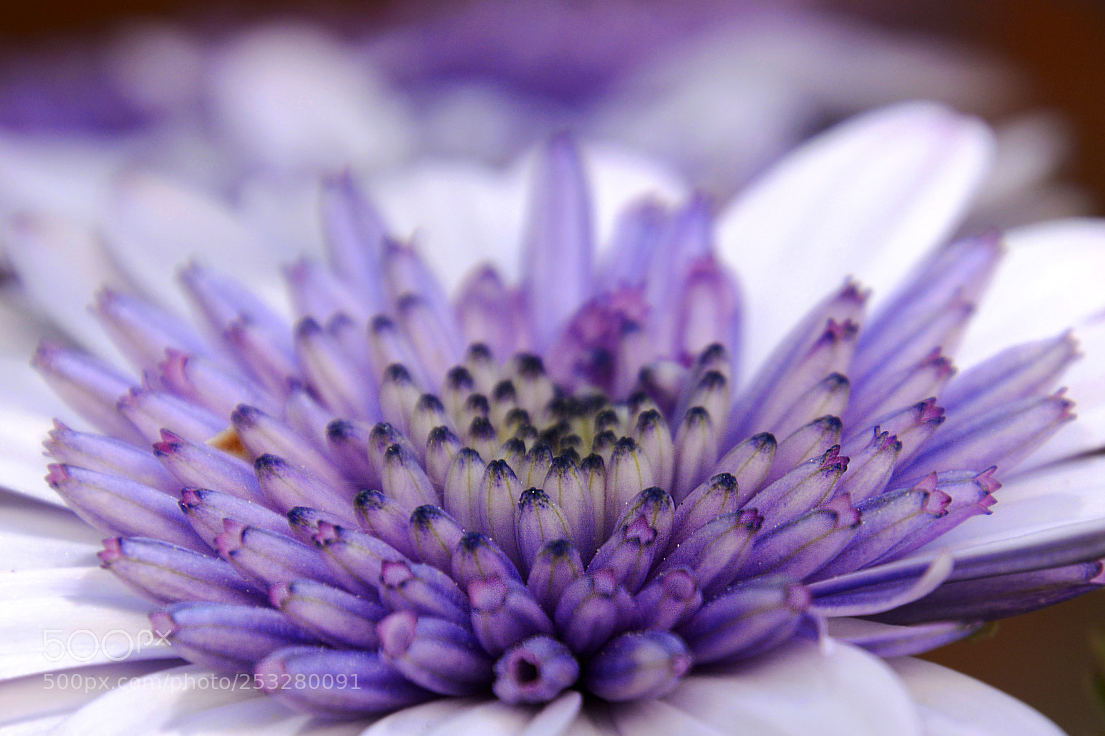 Nikon D5200 sample photo. Violeta photography