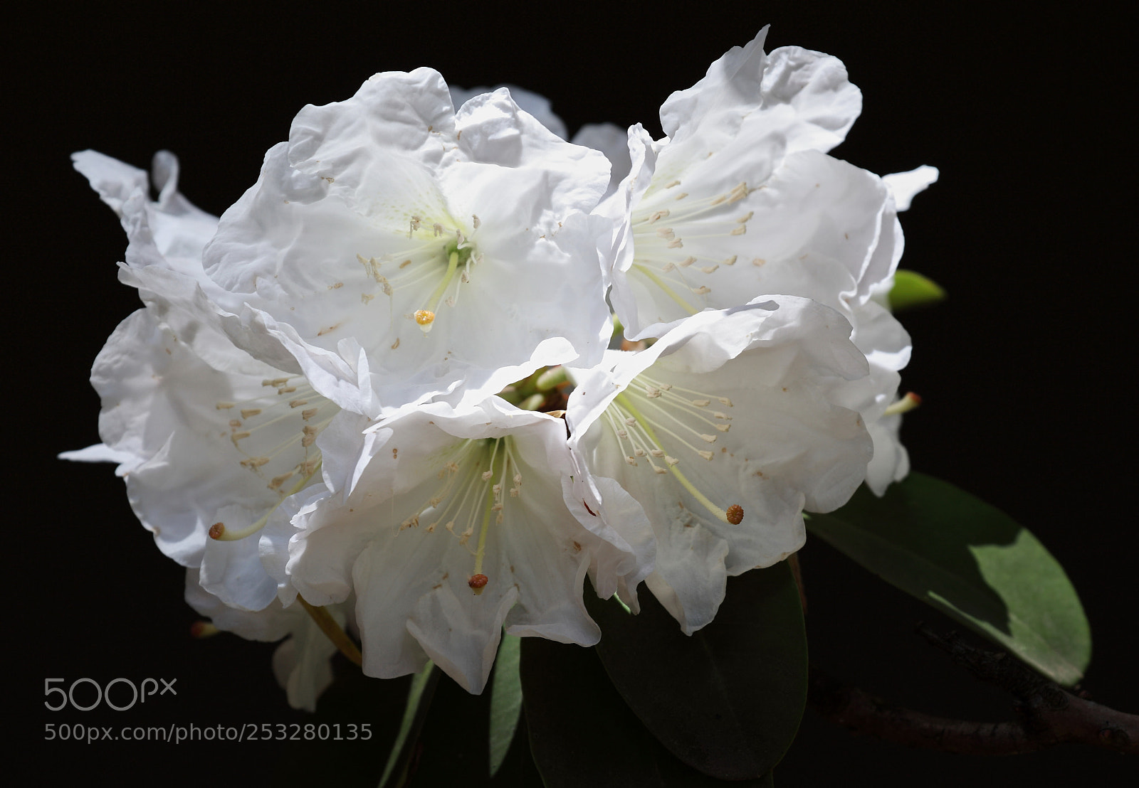 Canon EOS 5D Mark II sample photo. Untitled photography