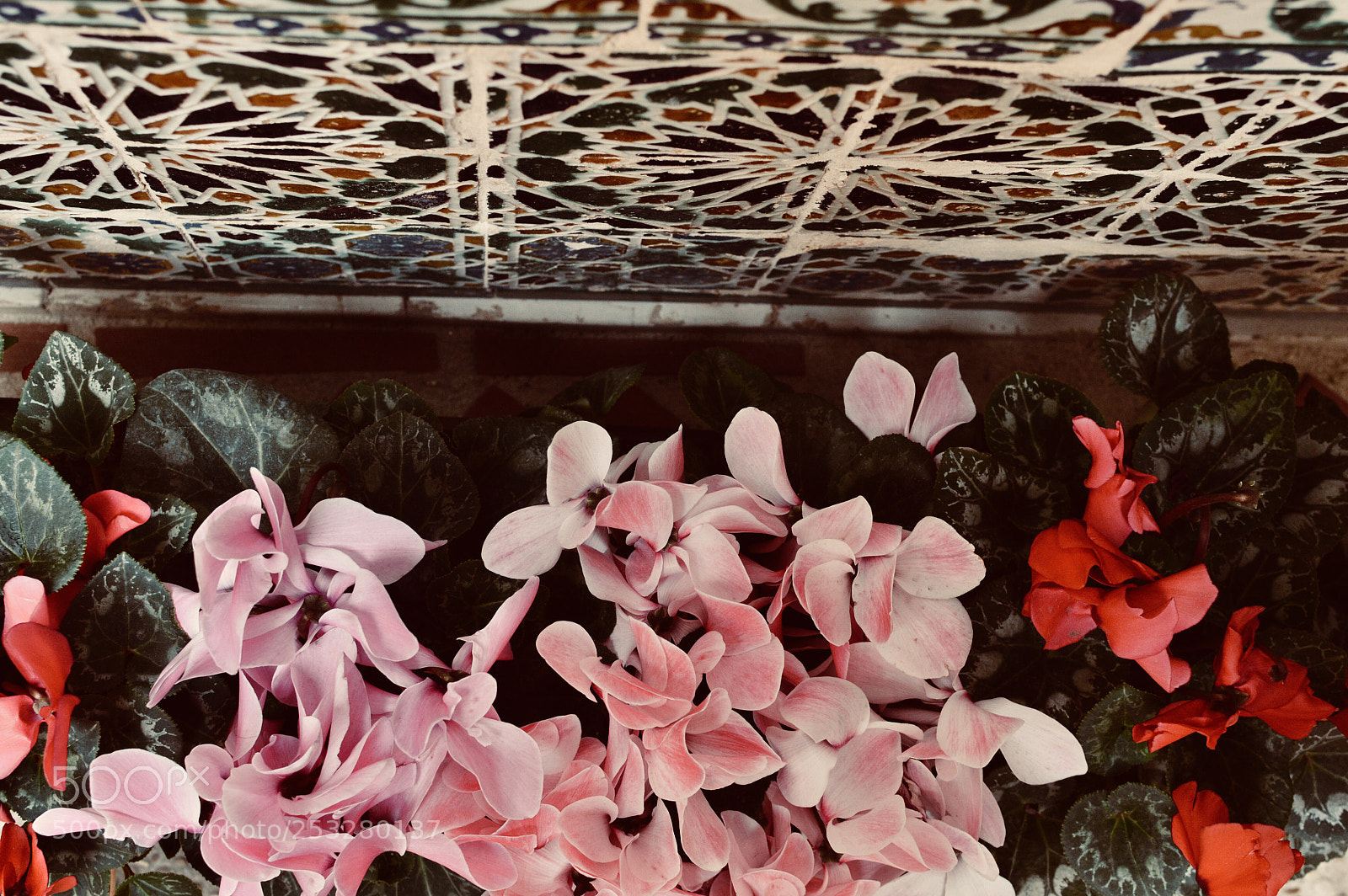 Nikon D3200 sample photo. Le mur fleuri  photography