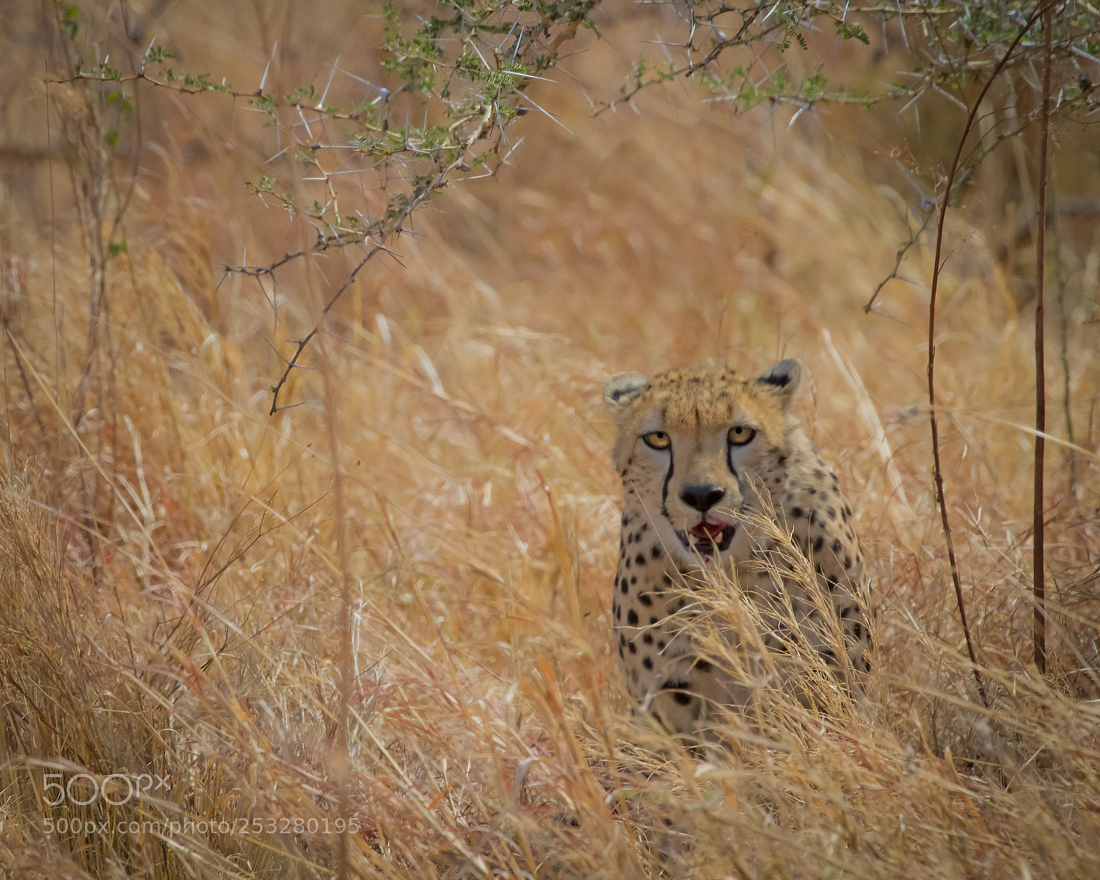 Canon EOS 7D sample photo. Big predators 201 photography