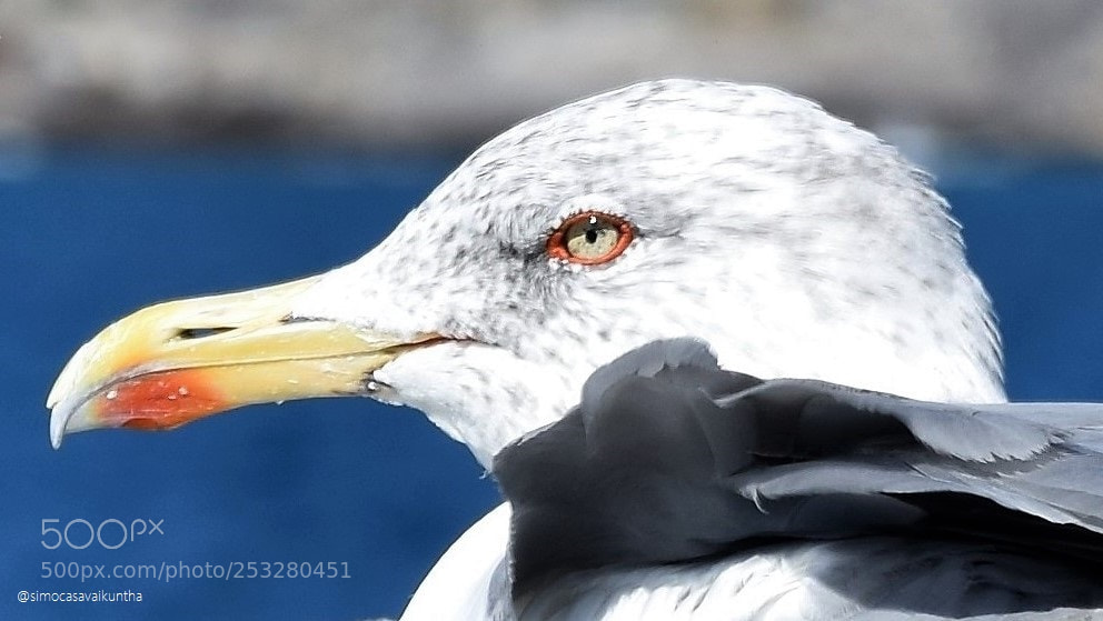 Nikon D3300 sample photo. Seagull.jpg photography