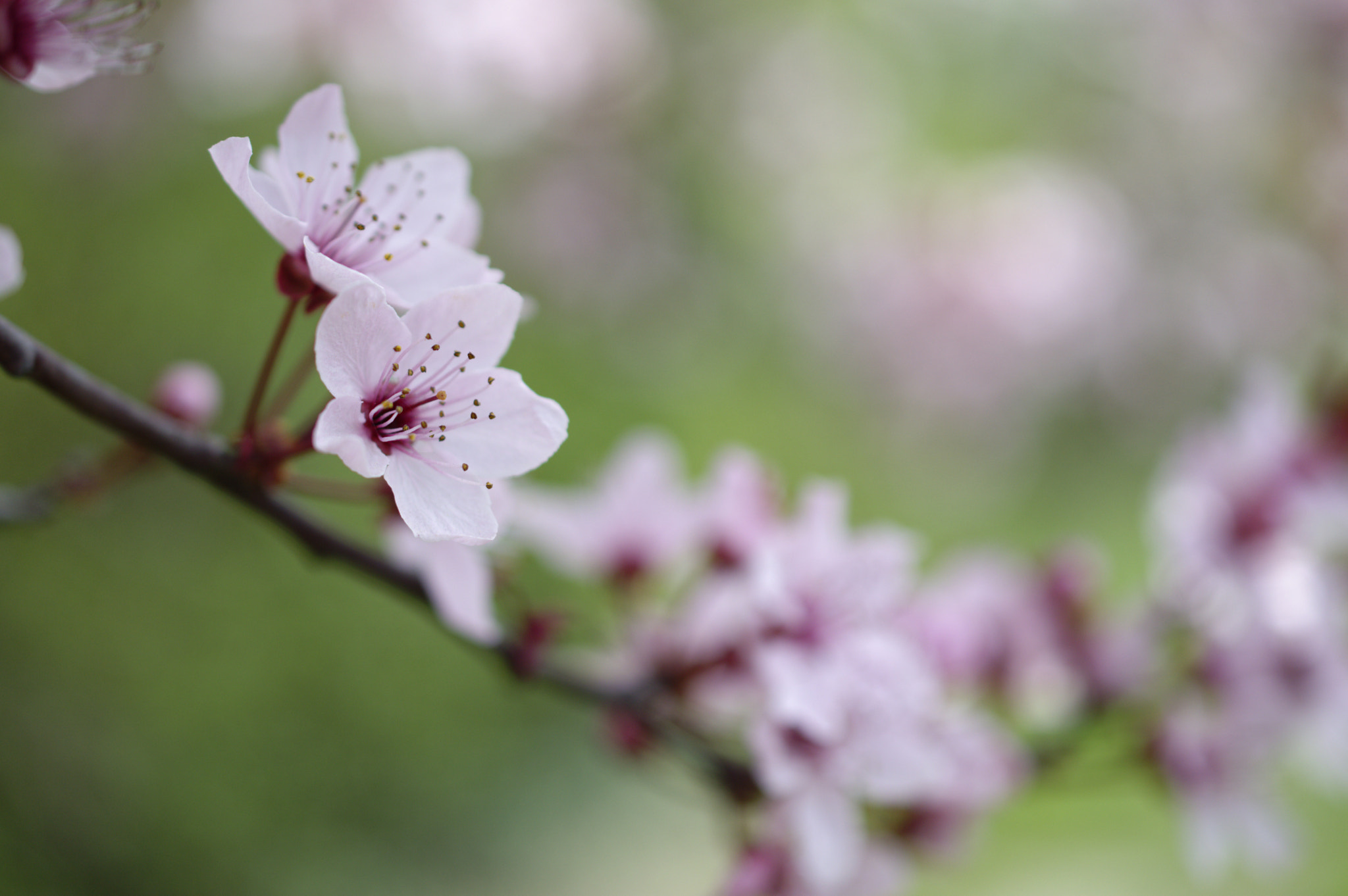 Nikon AF-S DX Micro Nikkor 40mm F2.8 sample photo. Flower photography