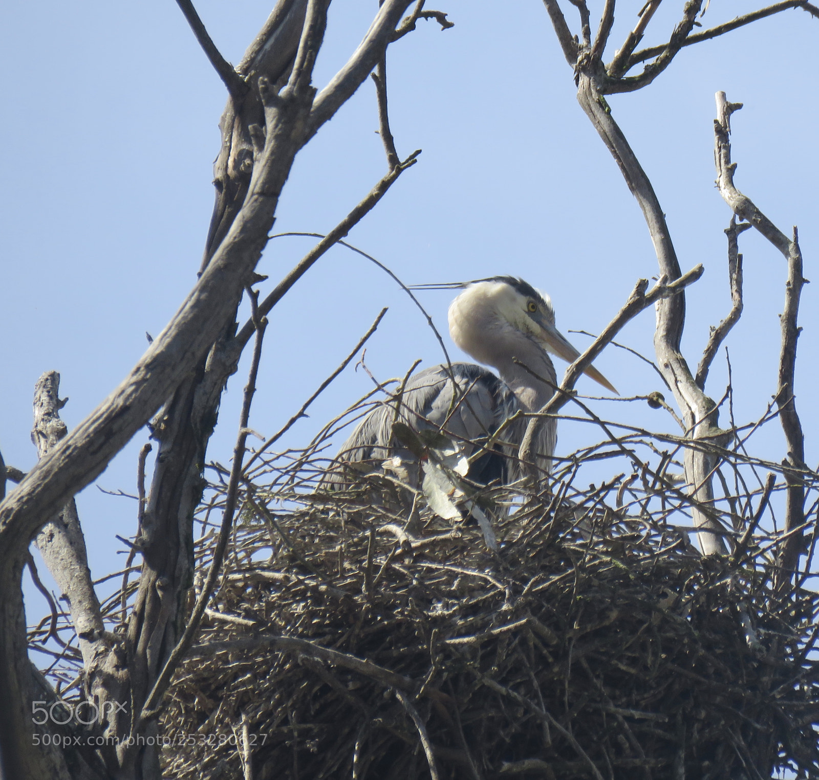 Canon PowerShot SX60 HS sample photo. Heron nesting photography