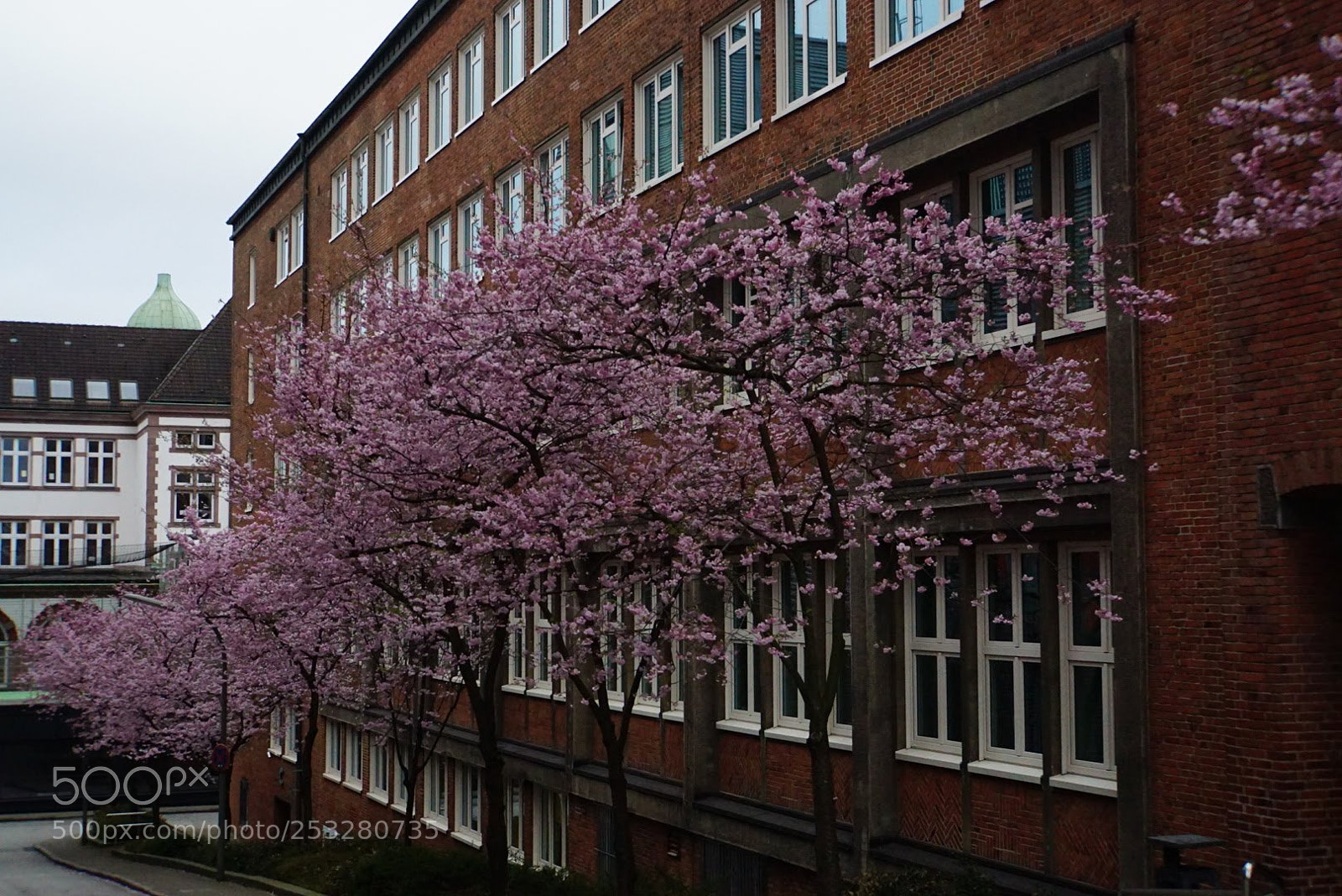 Sony a6000 sample photo. Cherry blossoms 02 photography