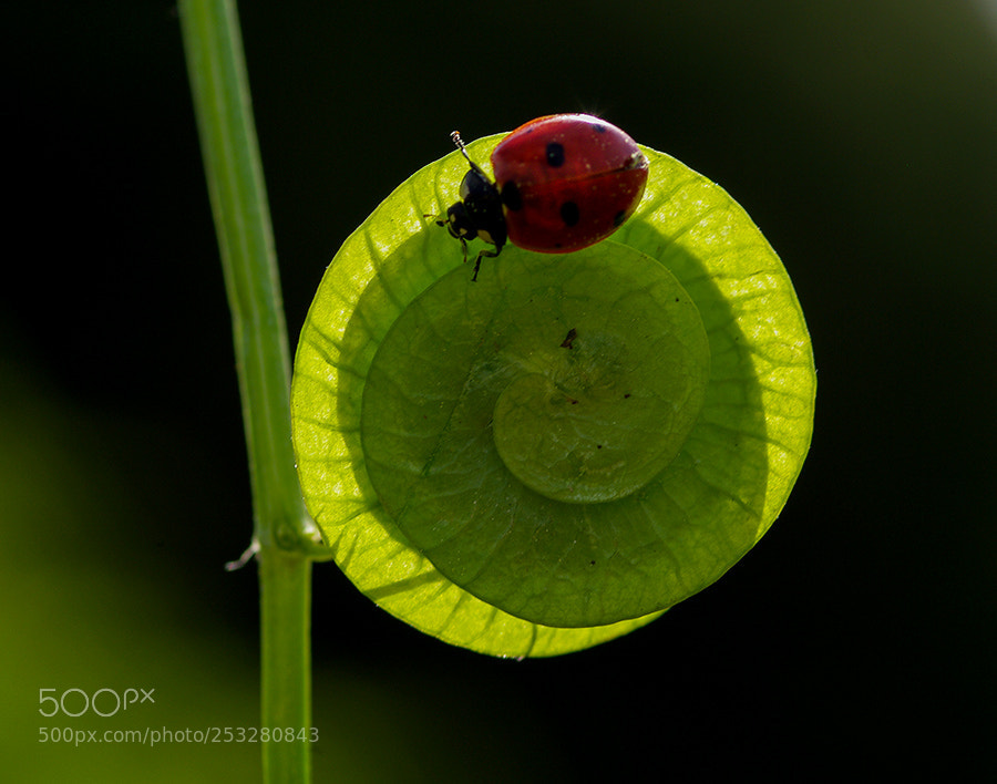 Pentax K20D sample photo. Ladybug photography