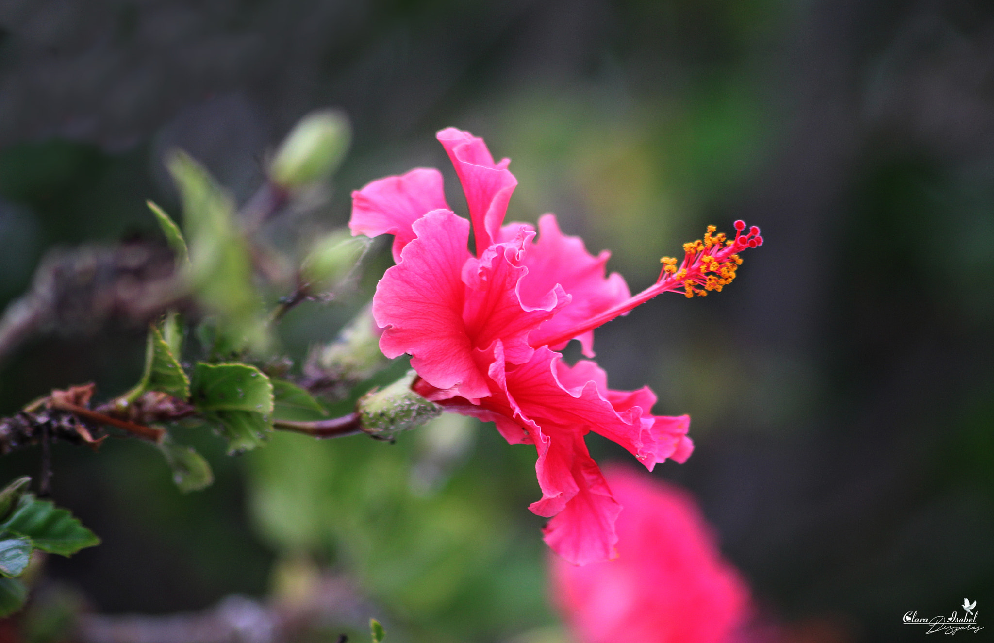 Canon EOS 1200D (EOS Rebel T5 / EOS Kiss X70 / EOS Hi) sample photo. Caricias al viento. photography