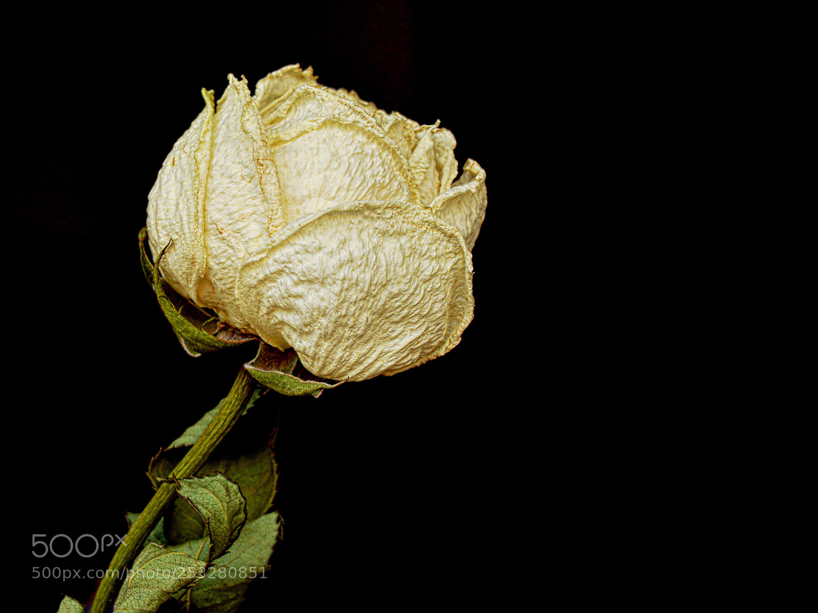 Nikon D7100 sample photo. Age still has beauty  photography