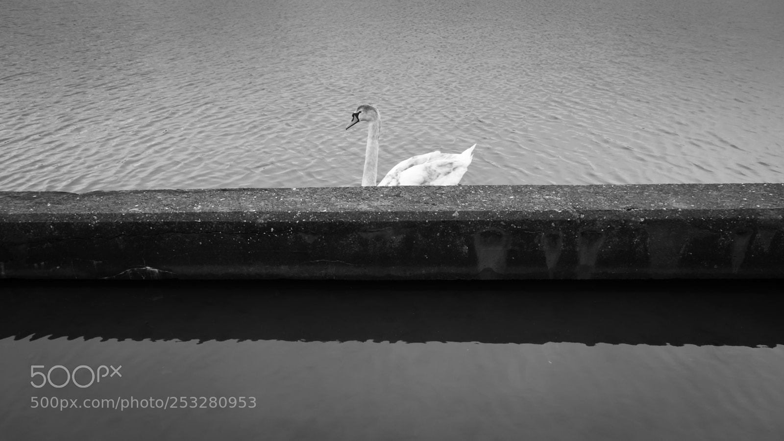 Sony Cyber-shot DSC-RX100 sample photo. Swan along photography