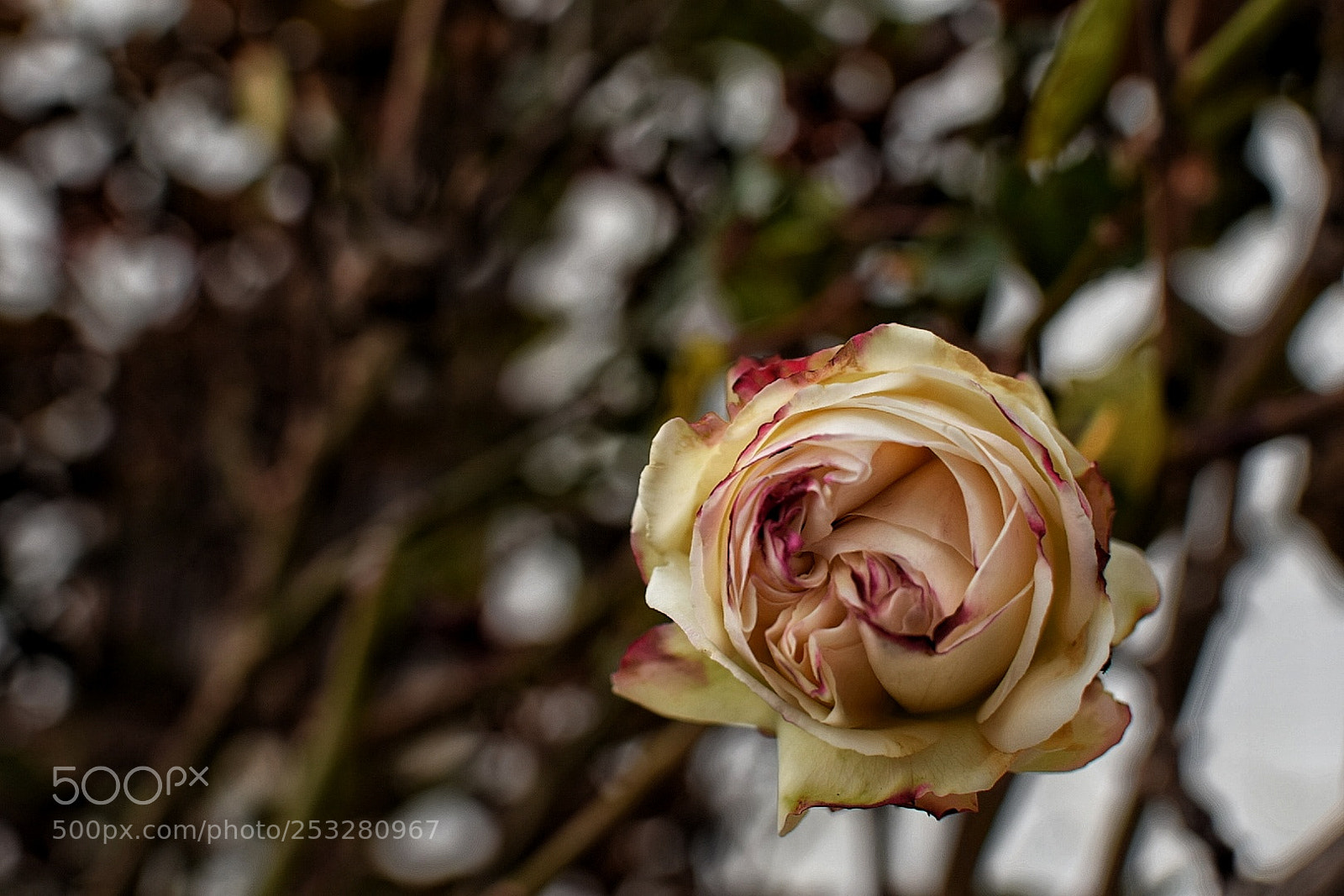 Nikon D5300 sample photo. The rose of my photography