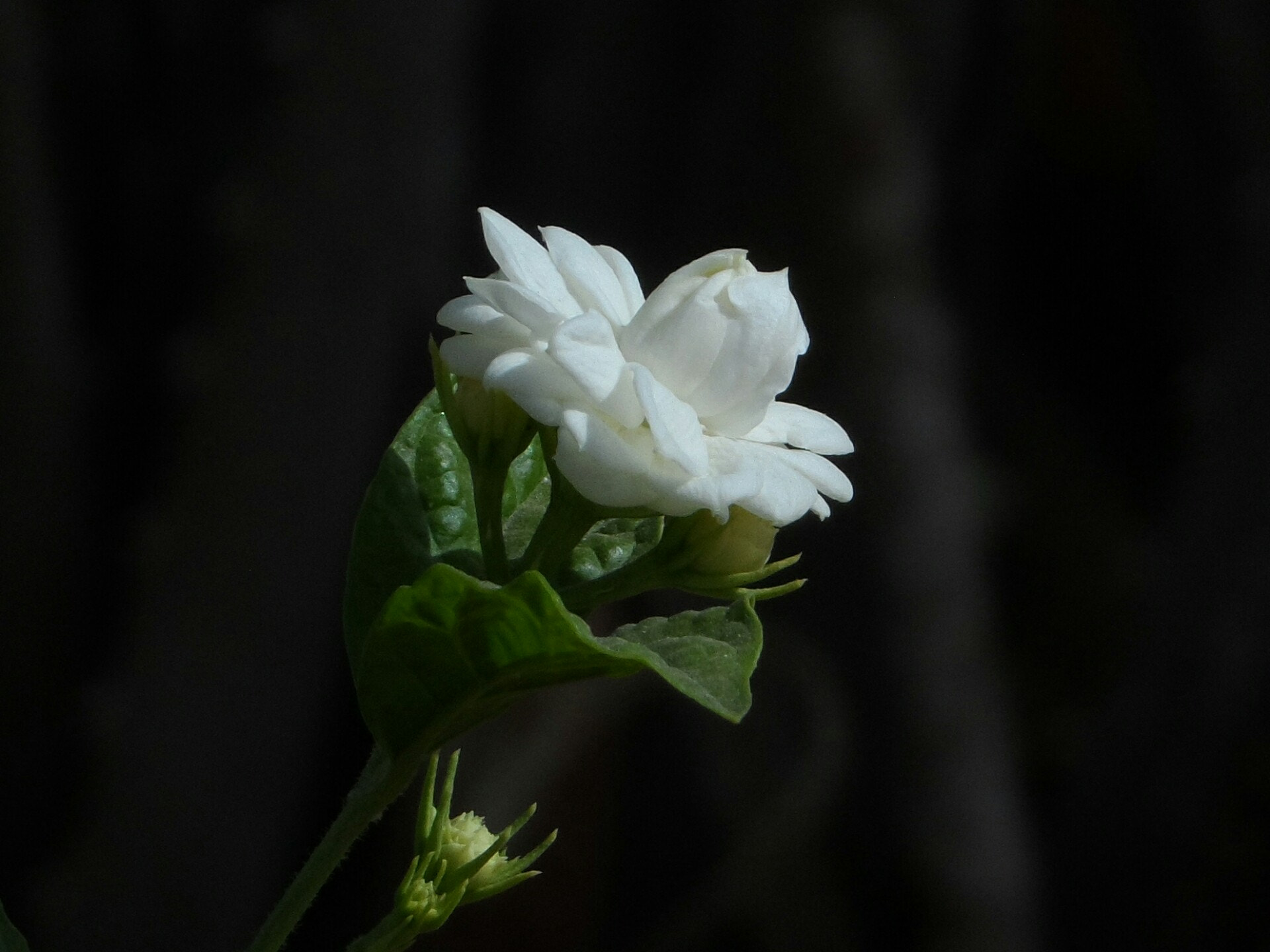Samsung WB150 / WB150F / WB152 / WB152F / WB151 / WB151F / WB140 sample photo. Mogra. sweat fragrance flower, botanical name: jasminum sambac var photography