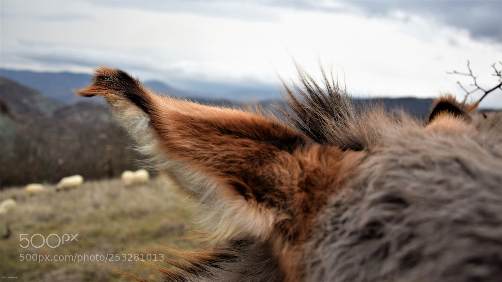 Nikon D3300 sample photo. Itaca-puppy-donkey.jpg photography